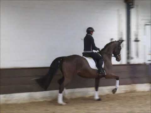 Rasputin 4j. v. Ramiro's Sun II - Lido for sale VB 12.000,- Euro