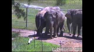 The Elephant Sanctuary | Tarra - Our Social Butterfly