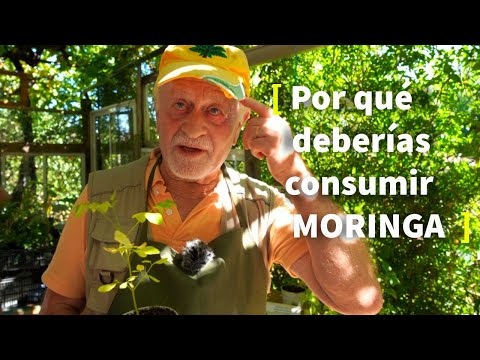 La MORINGA 🌿 [CULTIVO y USOS Medicinales]