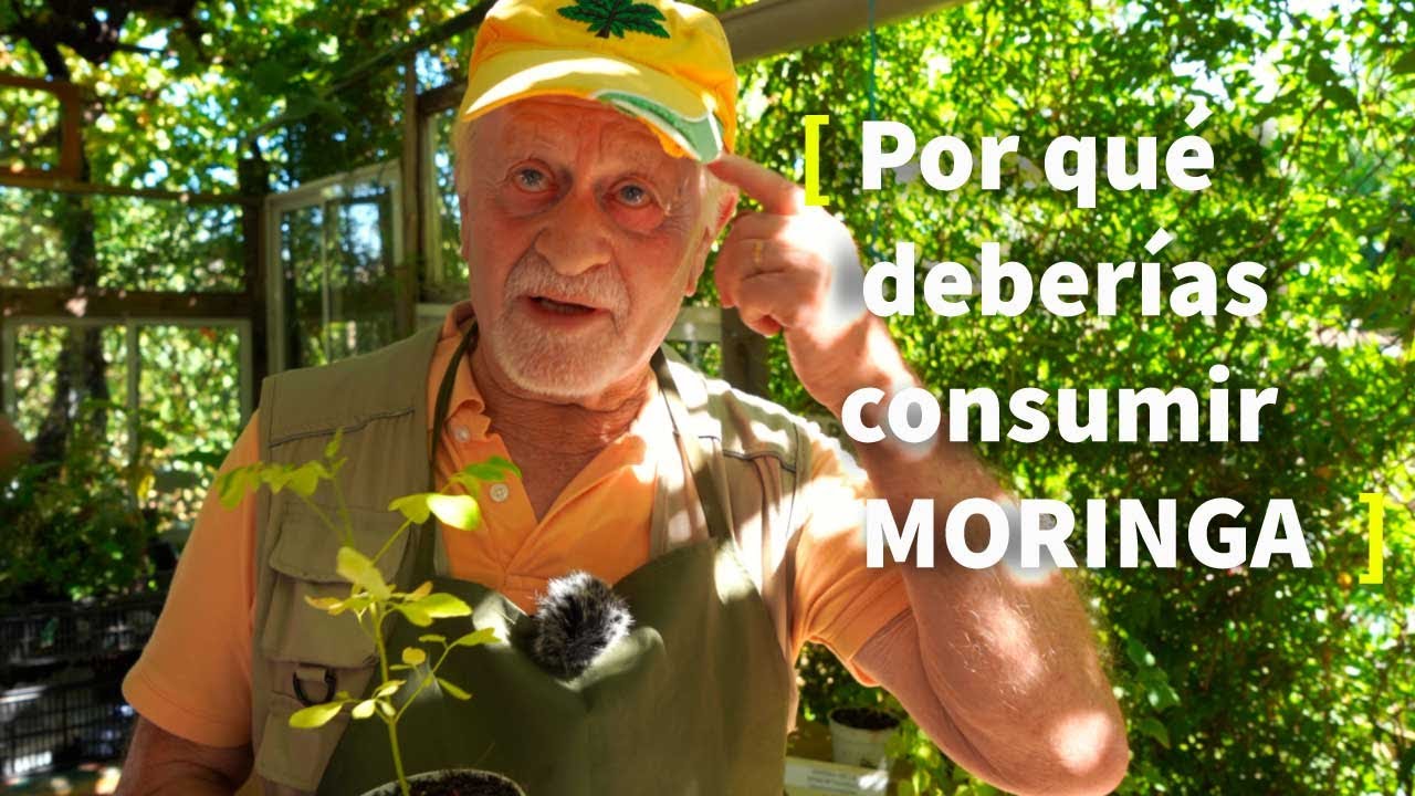 La MORINGA 🌿 [CULTIVO y USOS Medicinales]