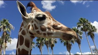 Theme Park How To: Free Serengeti Safari for Pass Members at Busch Gardens Tampa
