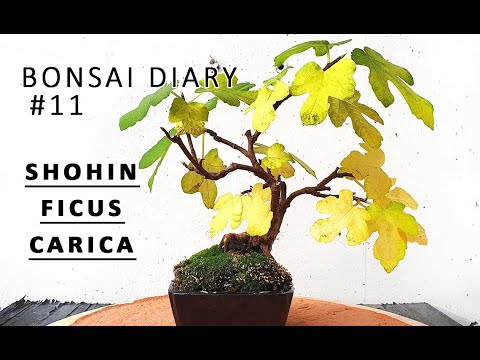 Bonsai Diary #11 Shohin Ficus carica - The common fig - 2020 10