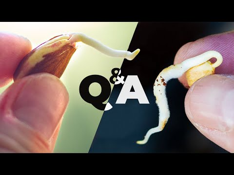 Questions People Ask When Growing Cherry and Peaches From Seed | Growing Prunus