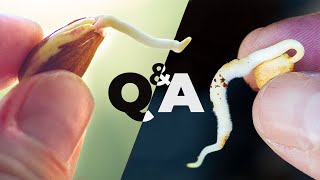 Questions People Ask When Growing Cherry and Peaches From Seed | Growing Prunus