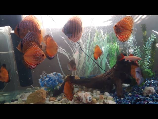 Discus Fish tank Trinidad and Tobago