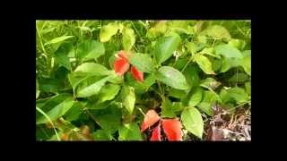 "Poison Ivy" Id it, Don't Touch it, and Treatment: Paul Tarsitano