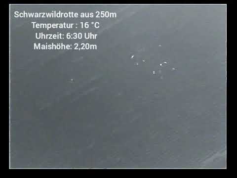 Jagd auf Schwarzwild - Wildschweine im Mais Wärmebilddrohne