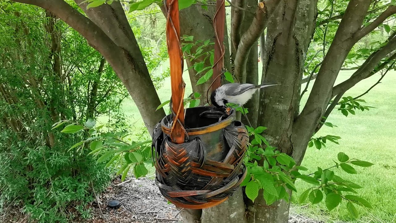 Chickadees - Royalty Free Stock Footage - High Resolution