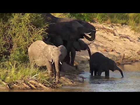 Djuma  Elephant herd - 16:37 - 03/25/20