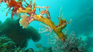 preview picture of video '24-25.10.2014 Mabul Island diving trip.'