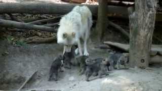 6 Baby Wölfe in Schönbrunn