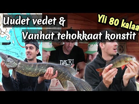 Nyt etsitään ahvenia ihan tosissaan