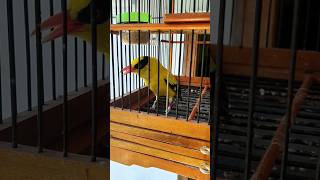 Download lagu Burung kepodang gacor di pagi hari, suaranya unik sekali mp3