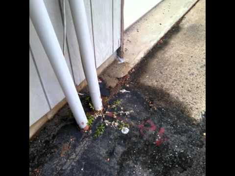 Yellow Jackets in Bradley Beach, NJ