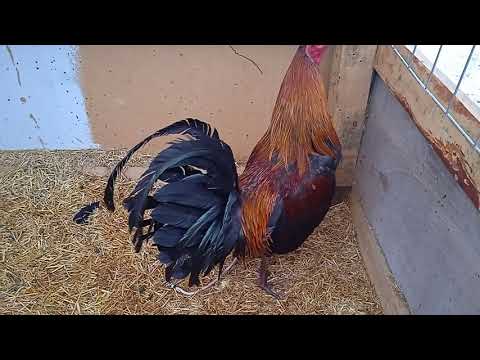 Pollo Yellow leg Hatch - Black McRea 💎