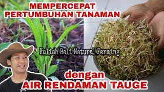 Download lagu The Power of Bean Sprouts Soaking Water for Plant Fertilization mp3
