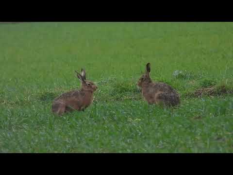 Mad March Hares   (boxing)