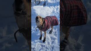 Dog Wearing Booties For The First Time