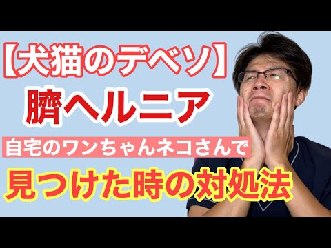 犬の臍ヘルニア:原因、症状、治療法
