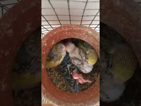SWASTHIKA and DHESHIKA lovely budgies chicks