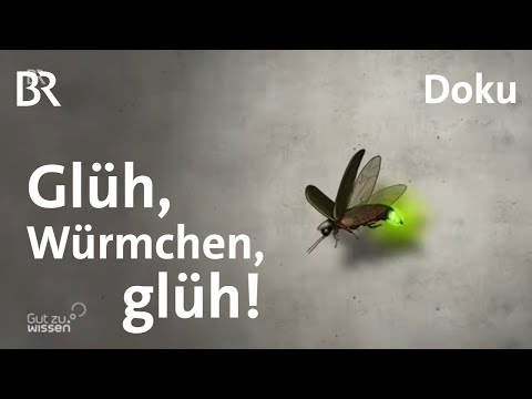 Faszinierende Leuchtkäfer: Warum Glühwürmchen immer seltener leuchten | Gut zu wissen | BR
