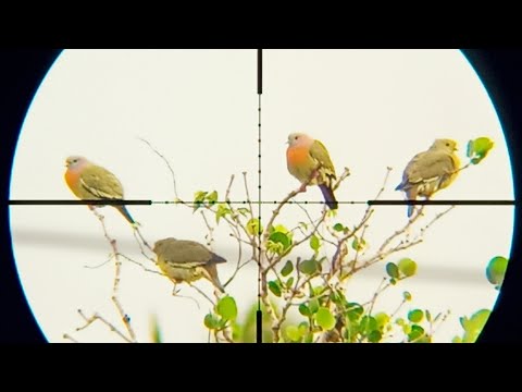 Punai Novyj Trend Smotret Onlajn Na Sajte Trendovi Ru