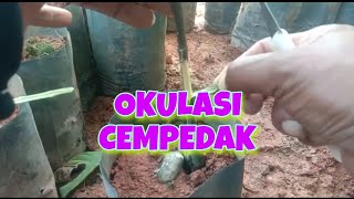 Download lagu Cara Okulasi Cempedak mp3 Download lagu Cara Okulasi Cempedak mp3