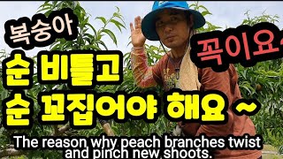 순 비틀기ㆍ꼬집기 해야 내년 복숭아농사가 잘됩니다! The reason why peach branches t…