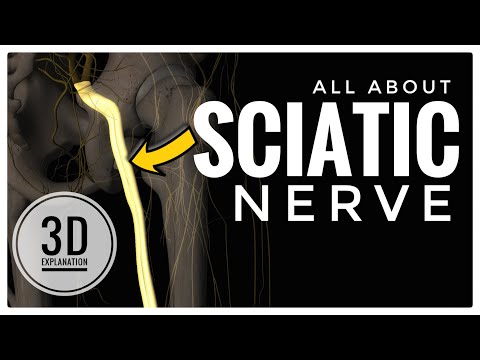 The Sciatic Nerve 3D Anatomy - Origin, Course, Relations, Branches & Clinical Significance | RPVR