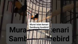 Download lagu MASTERAN MURAI BATU ISIAN KENARI SAMBUNG LOVEBIRD ‼️ #muraibatugacor mp3