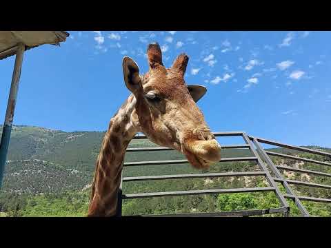 Зоопарк "Сказка" Ялта Крым. Приключения index'a в Крыму)))