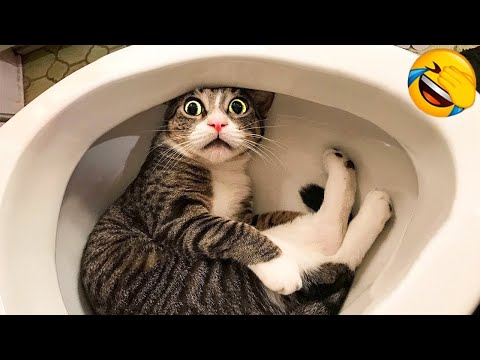 Funny Animals 2022 - Cute Dogs and Cats Doing Funny Things