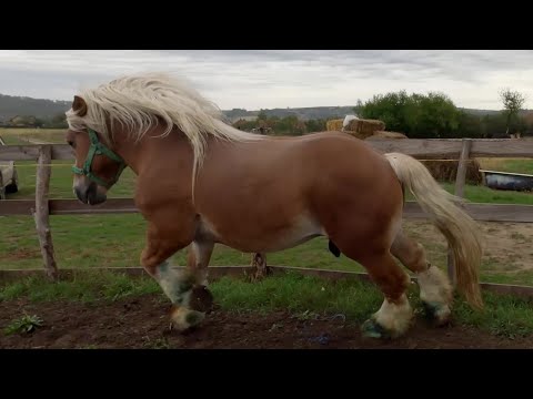 Armăsarul lui dl. Cristea Nicu de la Bogei - Bihor