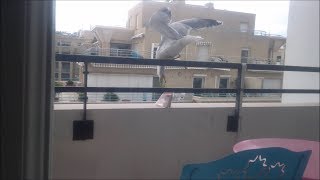 Seagulls have the Mount Kimbie spirit