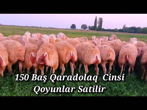 , title : '150 BAŞ TƏMİZ QARADOLAQ CİNSİ QOYUNLAR SATİLİB'