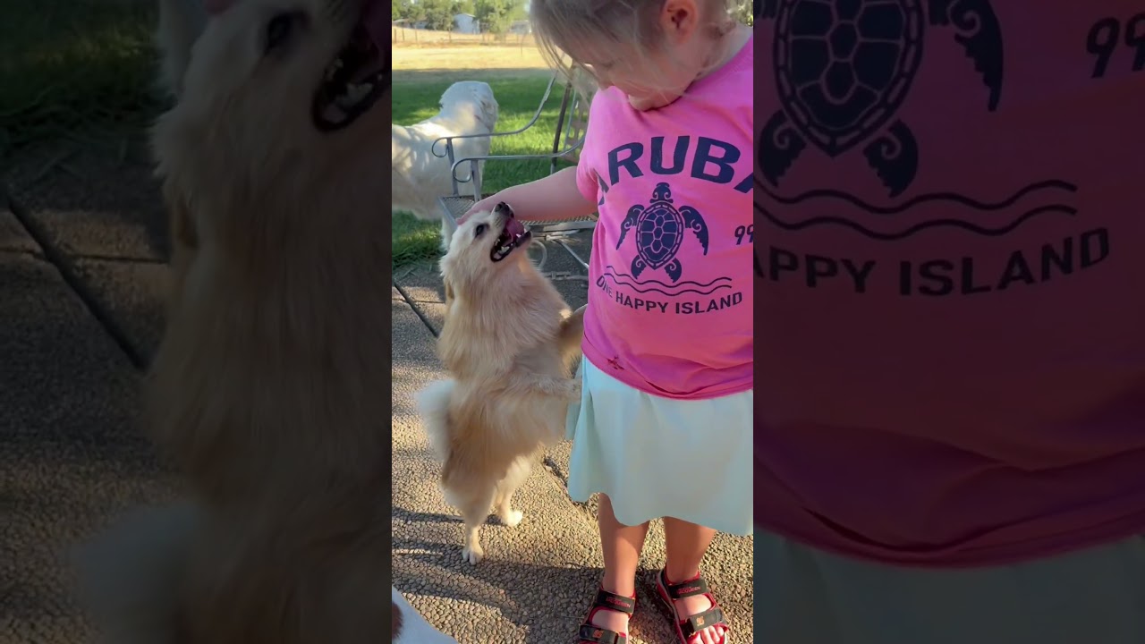Connor, a ADOPTABLE Pomeranian in Red Bluff, CA video 3/3