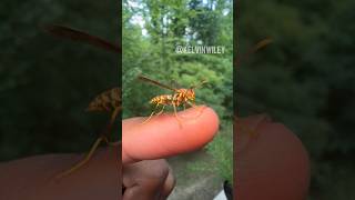 Download lagu Easily Handling A Paper Wasp! mp3