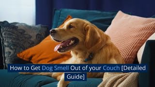 How To Get Dog Smell Out Of Your Couch [Detailed Guide]