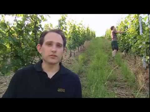 Upper Middle Rhine Valley | Discover Germany