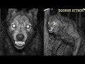 The First CLEAR Cryptid Footage Of April 2026 Is Here