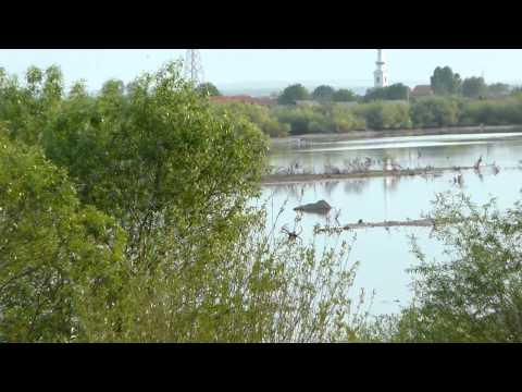 00029- Orchestra of frog