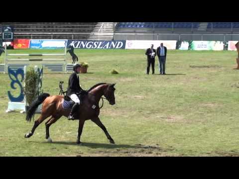 Hengst Lord Fauntleroy Verden 2014