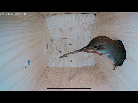 How an Empty Nest Box Became Home to 6 House Wren Chicks (Part 1) #nestbox #bird #nest