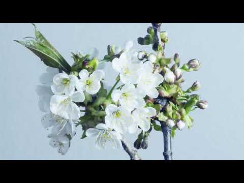 Bicep - Apricots (Natural Keys / SONRIE Remix)