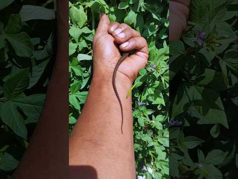 My cute skink💖🦎💖#anyuniqueanimals #reptiles #skink