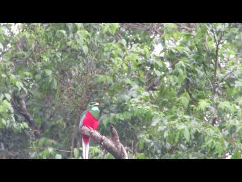 Narina trogon calling- St Lucia South Africa.