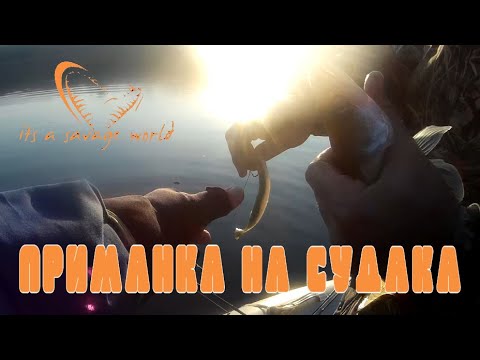Судак на GRAVITY STICK PULSETAIL SAVAGE GEAR!/РЫБАЛКА