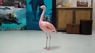 "Pinky" the flamingo dancing