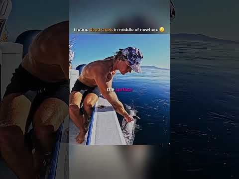 I found dead shark in middle of nowhere…