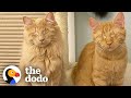 Rescued Blind Kittens Have The Cutest Way Of Locating Each Other The Dodo